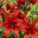 Лилия Махровая азиатская Red Twin 14/16 30849 фото 3