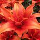 Лилия Махровая азиатская Red Twin 14/16 30849 фото 1