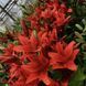 Лилия Махровая азиатская Red Twin 14/16 30849 фото 2