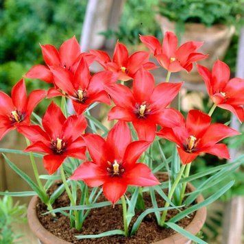 Тюльпан ботанічний Linifolia 5/6 12943 фото