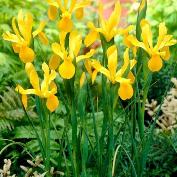 Ирис Голландский Golden Harvest 3 шт 10983 фото