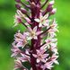 Эукомис comosa 16/18 30594 фото 1