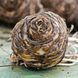Эукомис comosa 16/18 30594 фото 4