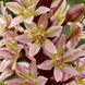 Эукомис comosa 16/18 30594 фото 2