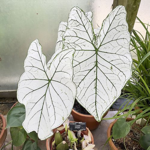 Каладиум Candidum 20550 фото