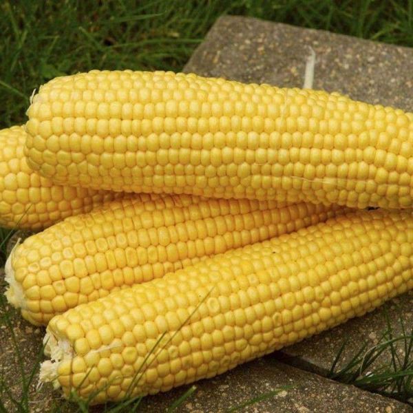 Насіння Кукурудза Добриня F1 20 шт (США) зіп-пакет 32439 фото