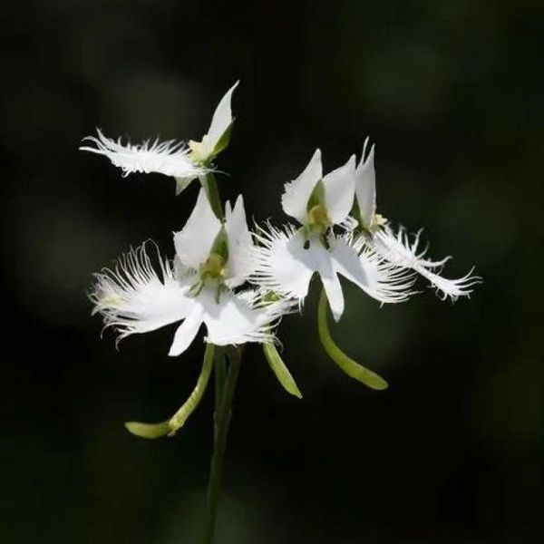 Поводник (Habenaria) Aoba 32083 фото