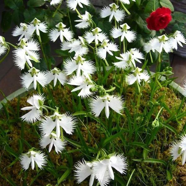 Поводник (Habenaria) Aoba 32083 фото