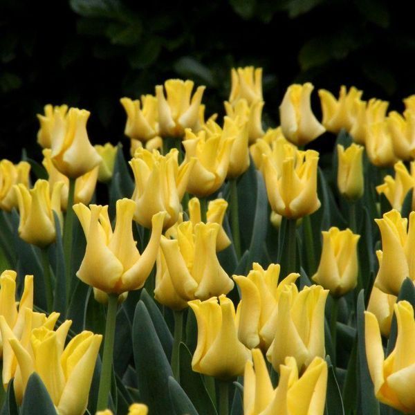 Тюльпан хвилястий Yellow Crown 12+ 31416 фото