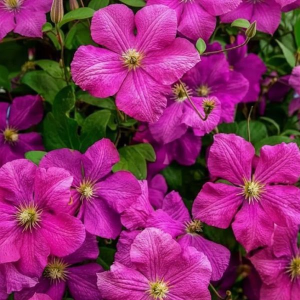 Клематіс Abundance 12620 фото