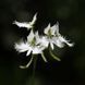 Поводник (Habenaria) Aoba 32083 фото 2
