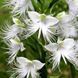 Поводник (Habenaria) Aoba 32083 фото 1