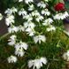 Поводник (Habenaria) Aoba 32083 фото 3