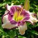 Лілейник Blueberry Cream (д) 20581 фото 1