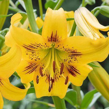 Лілія Азіатська Yellow Bruse 14/16 30733 фото