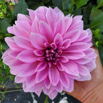 Жоржина декоративна Lavender Perfection 32055 фото
