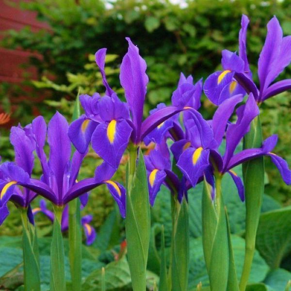 Ирис Голландский Purple Sensation 7/8 10347 фото