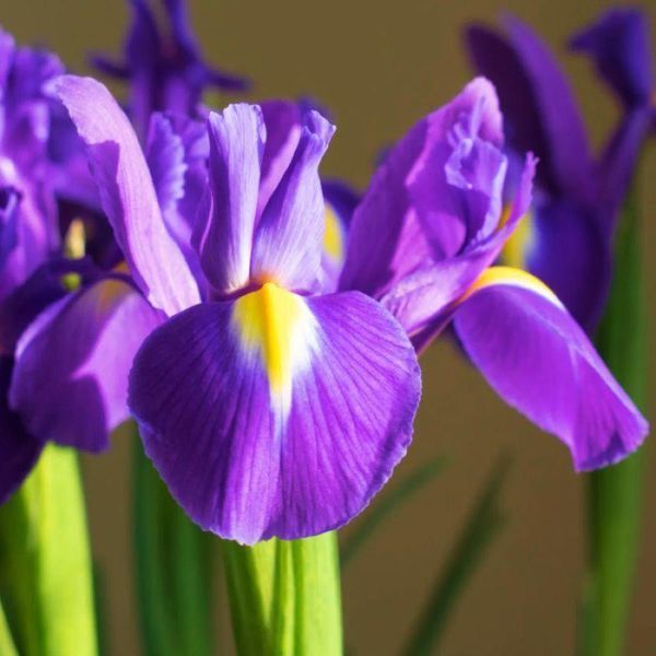 Ирис Голландский Purple Sensation 7/8 10347 фото