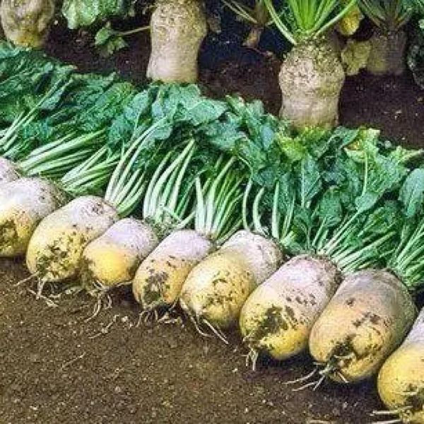 Семена Свекла кормовая Центаур Поли 1кг (Чехия) 31200 фото