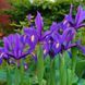 Ирис Голландский Purple Sensation 7/8 10347 фото 3