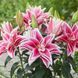 Лілія Махрова Roselily Kyra 15/17 31297 фото 2