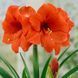 Гипеаструм (амариллис) Orange Souvereign 13266 фото 3