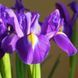 Ирис Голландский Purple Sensation 7/8 10347 фото 2