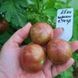 Семена Томат Гном Чероки Черный Тигр 15 шт (от коллекционера) 31067 фото 3
