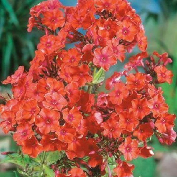 Флокс Orange Perfection 20703 фото