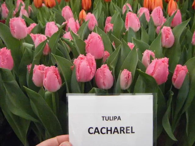 Тюльпан оторочений Cacharel 12+ 10353 фото