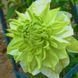 Клематіс Green Passion 32516 фото 1