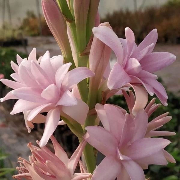Поліантес тубероза Pink Parfait 10919 фото