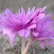 Колхікум Waterlily 14/16 31512 фото 2