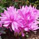 Колхікум Waterlily 14/16 31512 фото 1