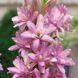 Поліантес тубероза Pink Parfait 10919 фото 1