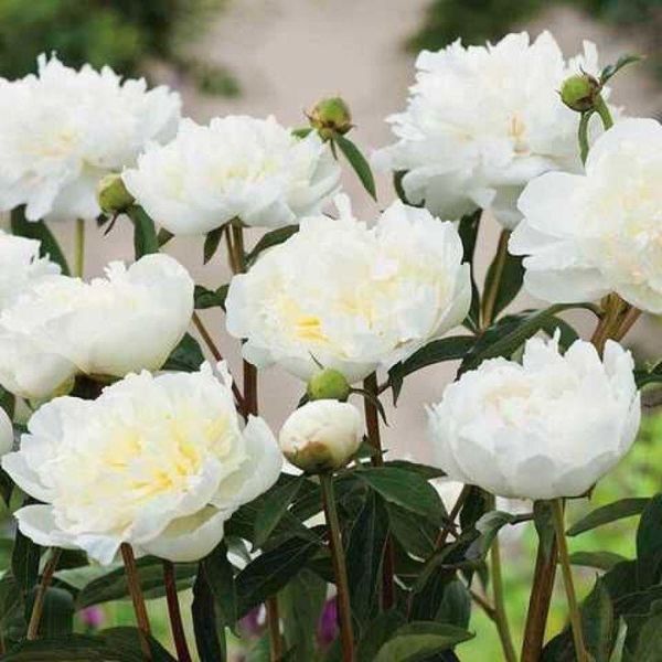 Пион Duchesse de Nemours 3/5 13030 фото
