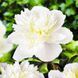 Пион Duchesse de Nemours 3/5 13030 фото 1