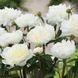Пион Duchesse de Nemours 3/5 13030 фото 3