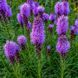 Лиатрис spicata (сиреневый) 3 шт 10990 фото 3