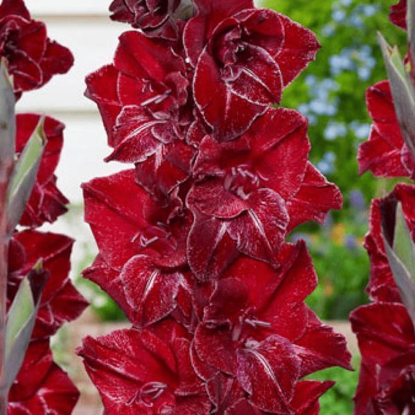Гладіолус Merlot Ice 12/14 30888 фото