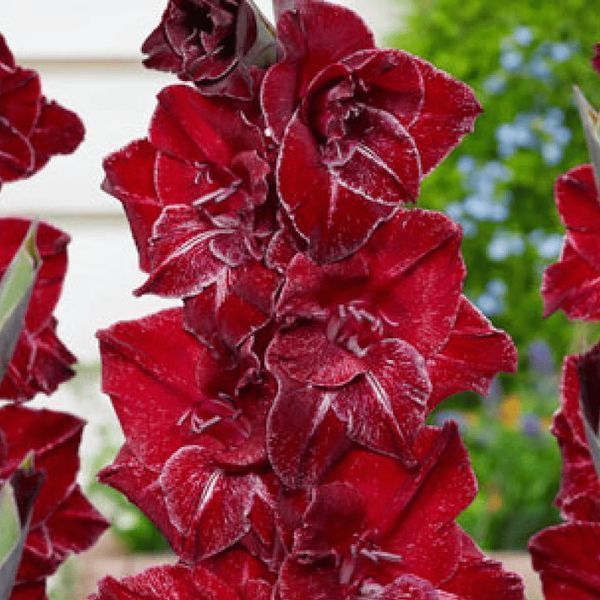 Гладіолус Merlot Ice 12/14 30888 фото