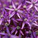 Аллиум гигантский Purple Sensation 12/14 31494 фото 3
