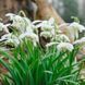 Подснежник (Галантус) Flore Pleno 4/5 10400 фото 3