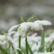 Подснежник (Галантус) Flore Pleno 4/5 10400 фото 2