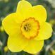 Нарцисс корончатый Pacific Rim 12/14 12826 фото 1
