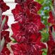 Гладіолус Merlot Ice 12/14 30888 фото 3