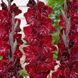 Гладіолус Merlot Ice 12/14 30888 фото 1