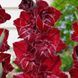 Гладіолус Merlot Ice 12/14 30888 фото 4