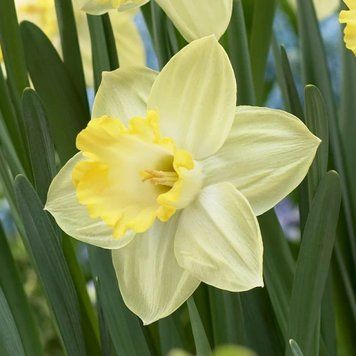 Нарцис корончастий Pistachio 12/14 12828 фото
