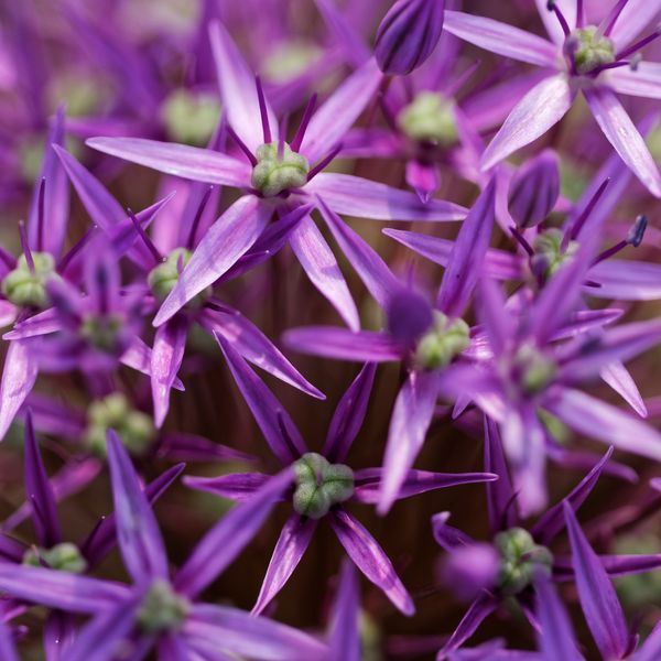 Аллиум гигантский Purple Sensation 14+ 20850 фото